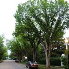 Elm - American (DED resistant)